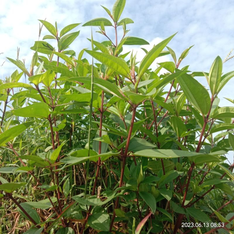 Bibit harendong/pohon senggani siap tanam