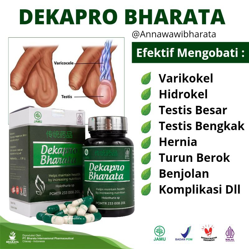 Jual Obat Varikokel Buah Zakar Bengkak Testis Besar Sebelah Paling