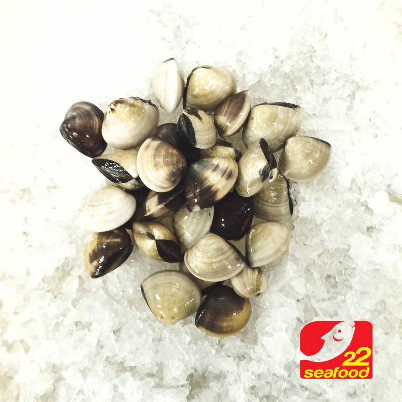 Jual Kerang Kepa 1 kg / Kerang Besar / Seafood 22 | Shopee Indonesia