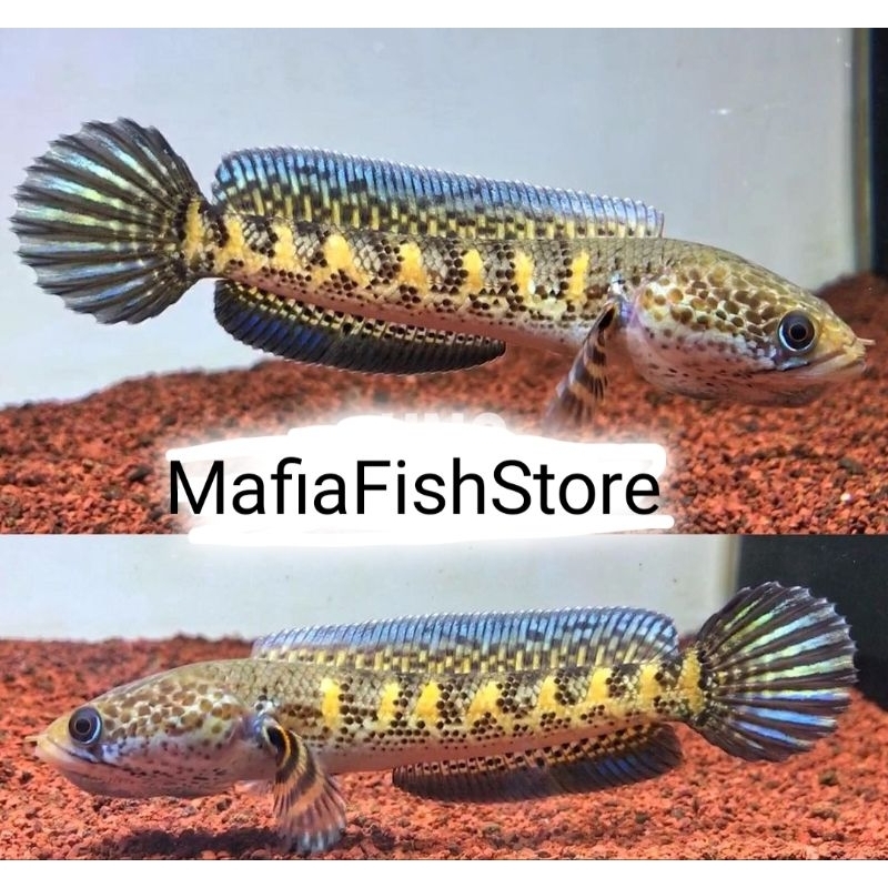 Jual Chana Auranti size 2-4 cm ombyok Bar rapi { ISI 2 EKOR} | Shopee ...