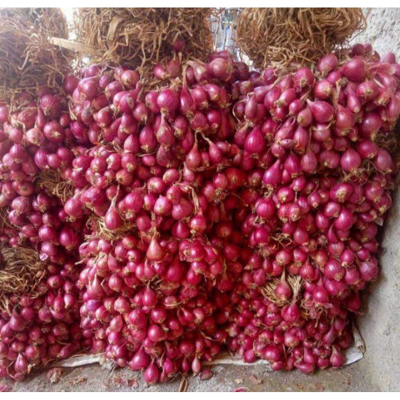 Jual 2kg bawang merah besar besar | Shopee Indonesia