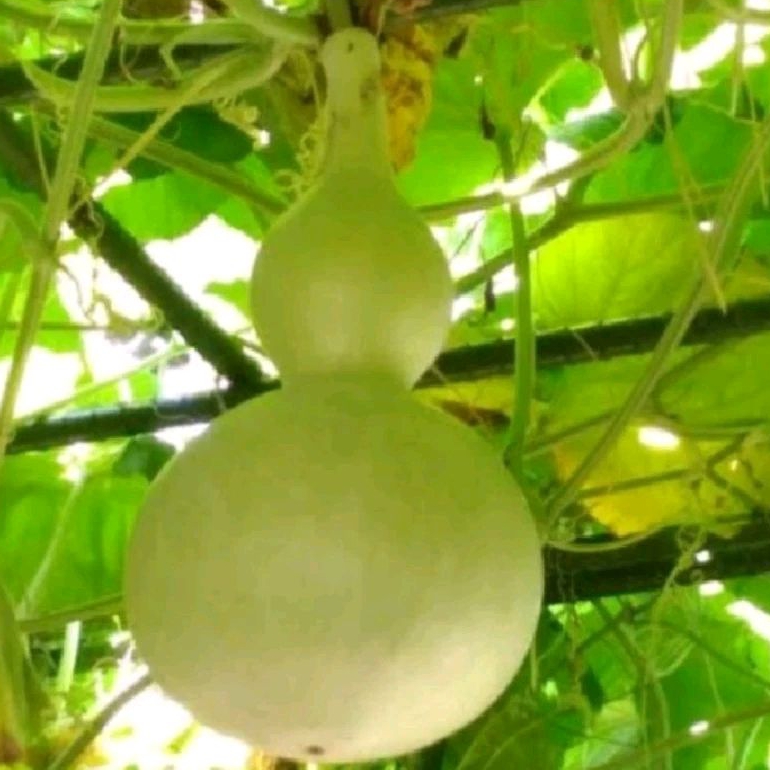 Jual 4 Butir bibit benih biji labu Botol labu angka 8 labu air labu ...