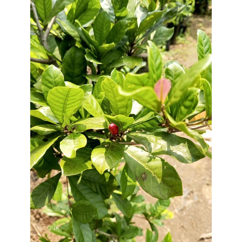 Jual Pohon Magic Fruit Berbunga atau Berbuah 80cm-1Meter - Buah Ajaib ...