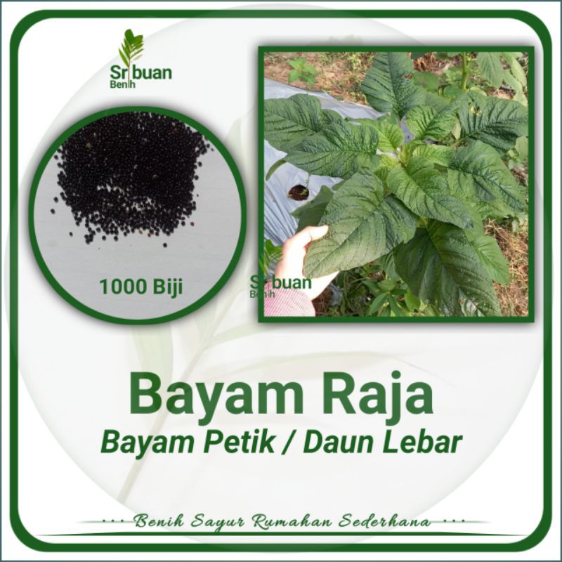 Jual 2000 Butir Lebih Biji Benih Bayam Raja Bayam Petik | Shopee Indonesia