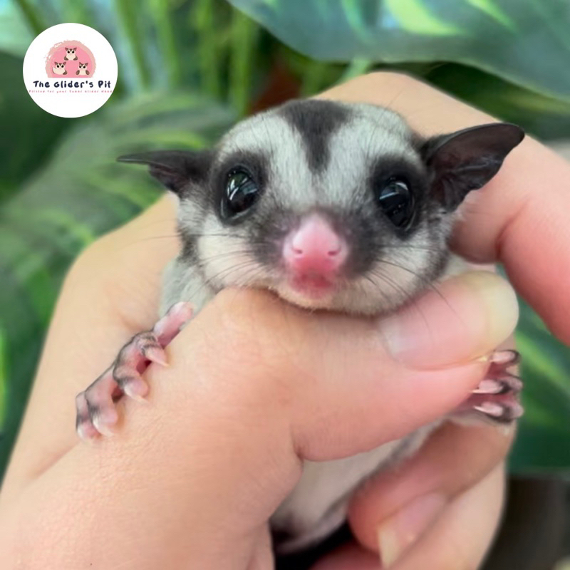 Jual Sugar Glider Joey | Shopee Indonesia