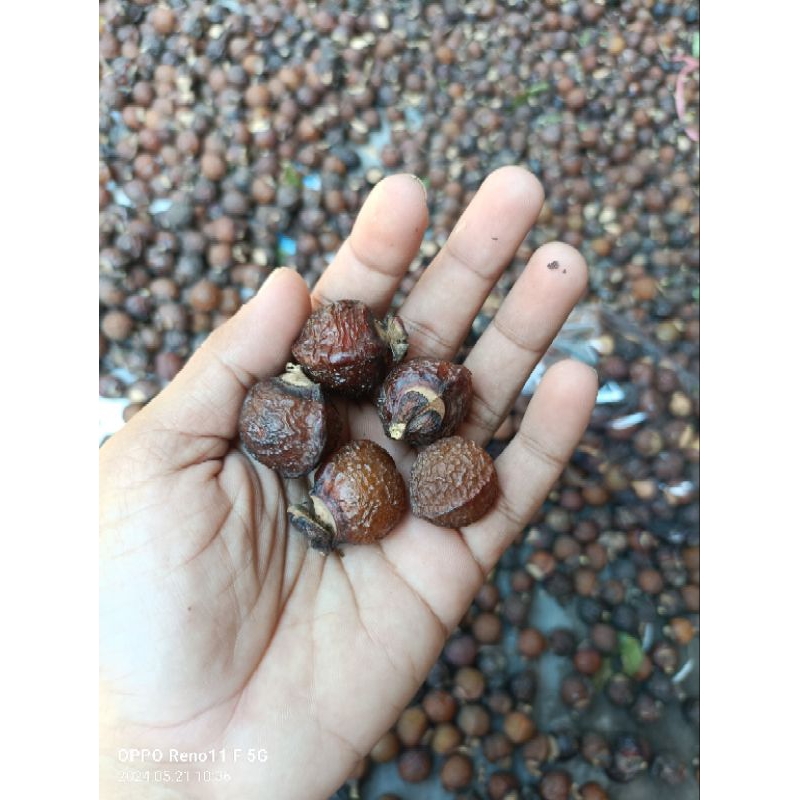 Jual Buah lerak / klerek / klerak super busa melimpah ada biji dan ...