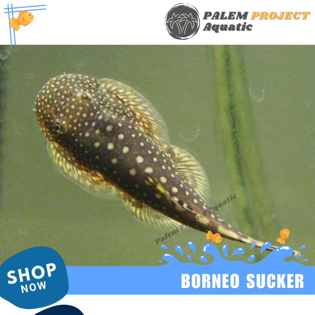 Jual BORNEO SUCKER borneo Loach ikan sapu sapu ikan Pembersih Aquarium ...