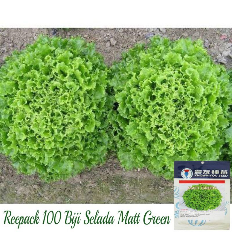Jual 100 Biji Selada Matt Green | Selada Hijau Green Coral | Benih ...