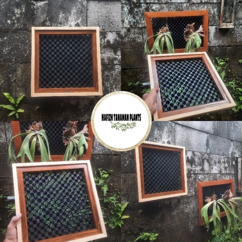 Jual Bingkai Frame Platycerium Uk 33x33 Cm - Frame Simbar List putih ...