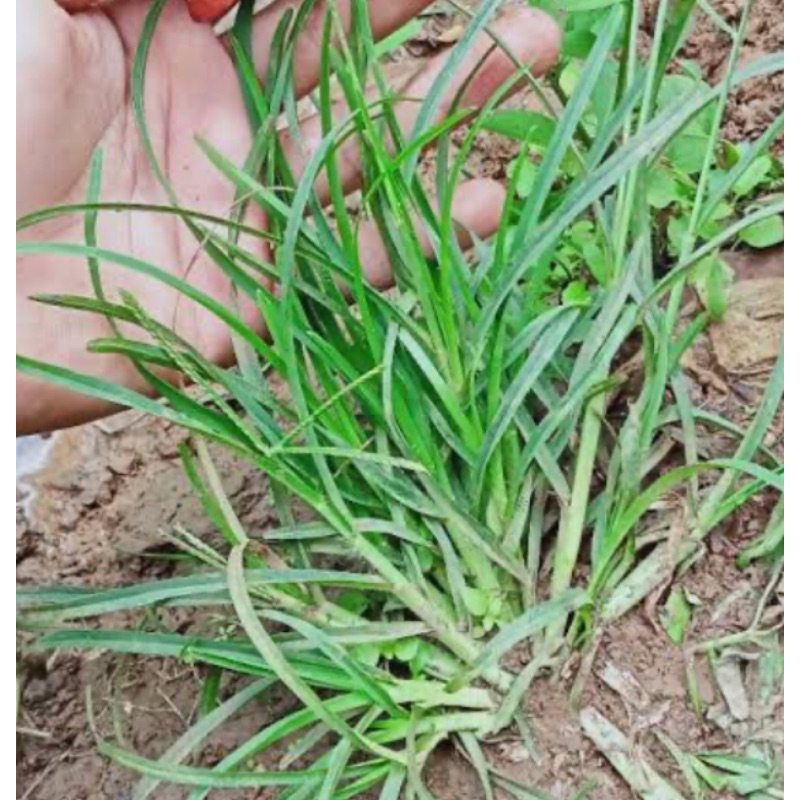 Jual Rumput belulang atau daun jampang segar 1 kg-az | Shopee Indonesia