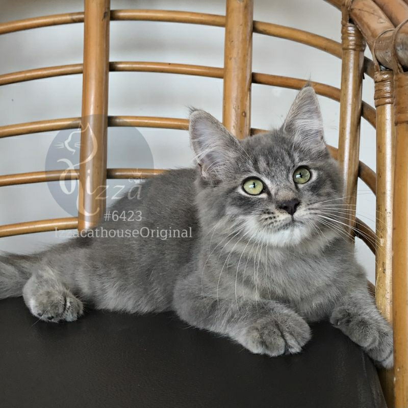 Jual makanan kucing Mainecoon pure Grey. Green eyes good anatomy ...