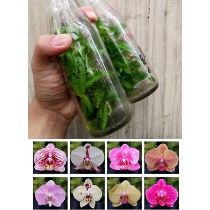 Jual Botolan Phalaenopsis/Bulan Taiwan Murah | Shopee Indonesia