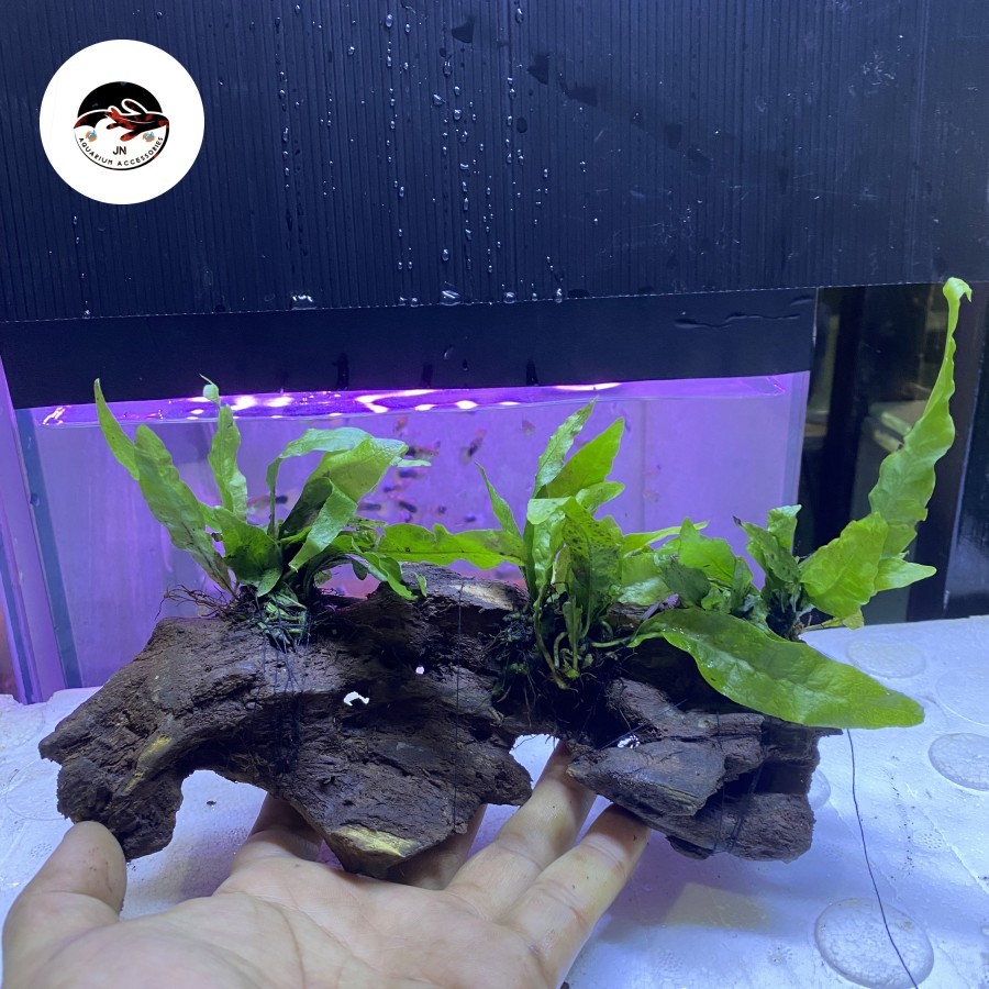 Jual Hiasan Aquascape Aquarium Akar Rentek Media Tanaman Air | Shopee ...