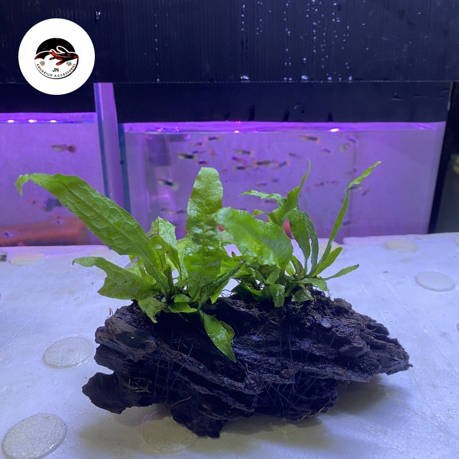 Jual Hiasan Aquascape Aquarium Akar Rentek Media Tanaman Air | Shopee ...
