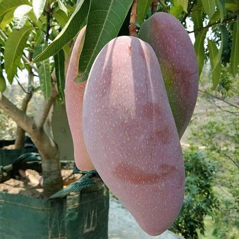 Bibit Mangga Red Ivory Tinggi 1 Meter