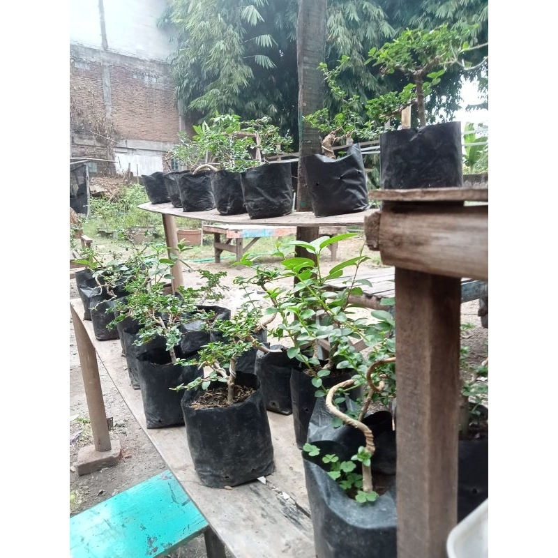 Jual bahan bonsai mame sancang | Shopee Indonesia