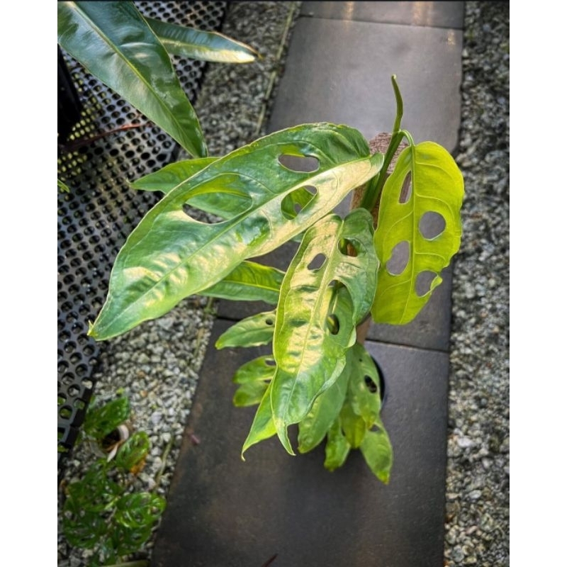 monstera minima weiß Monstera Minima | 30cm | Online kaufen