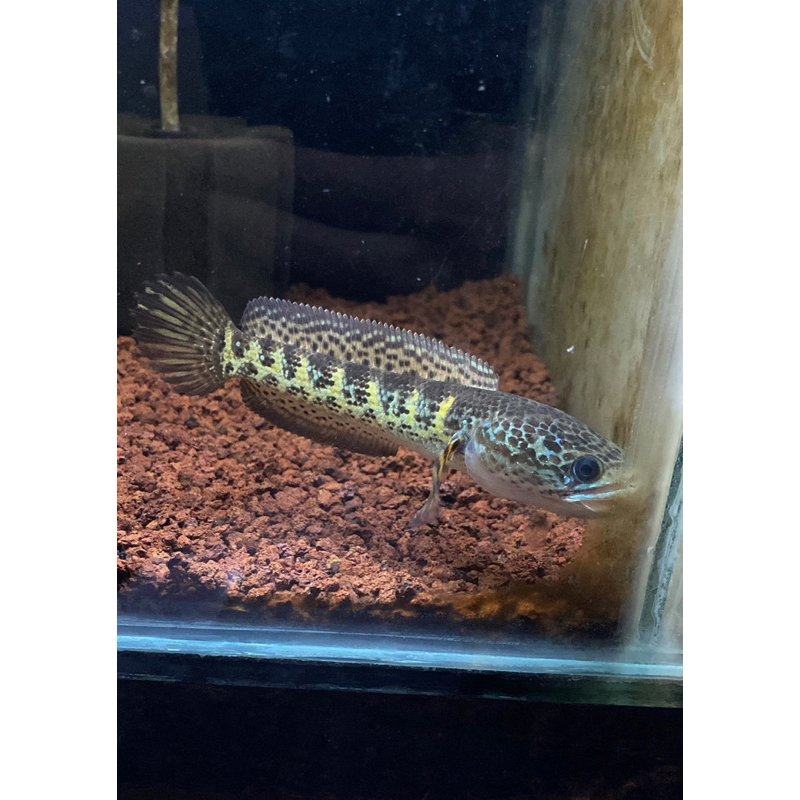 Jual Channa Auranti 7-20cm | Shopee Indonesia