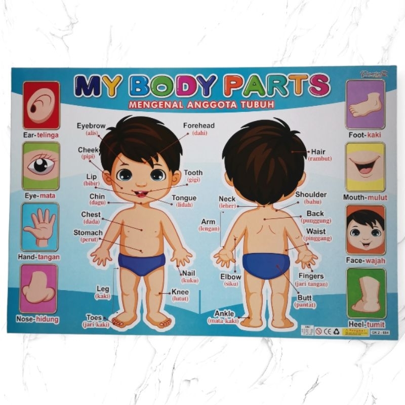 Jual Poster Edukasi My Body Part Gk | Shopee Indonesia