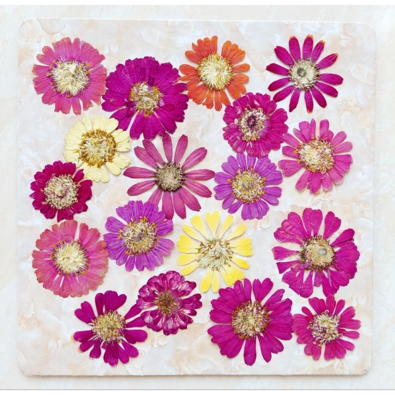Jual Pressed Zinnia Flowers Oshibana Dried Flower Bunga Kering Shopee Indonesia