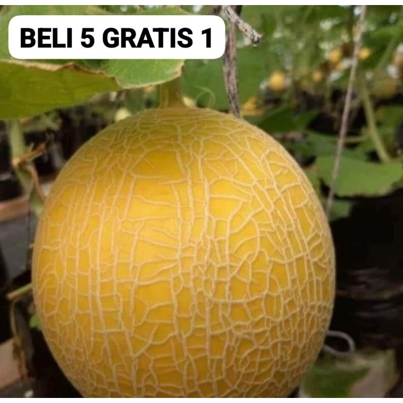 Jual 50 Benih Bibit Biji Melon Inthanon Golden Hibrida Seeds Super