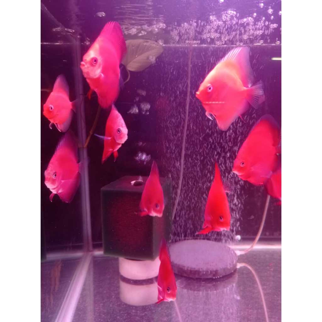 Jual Discus Red Golden Diamond 1,5 cm s/d 2