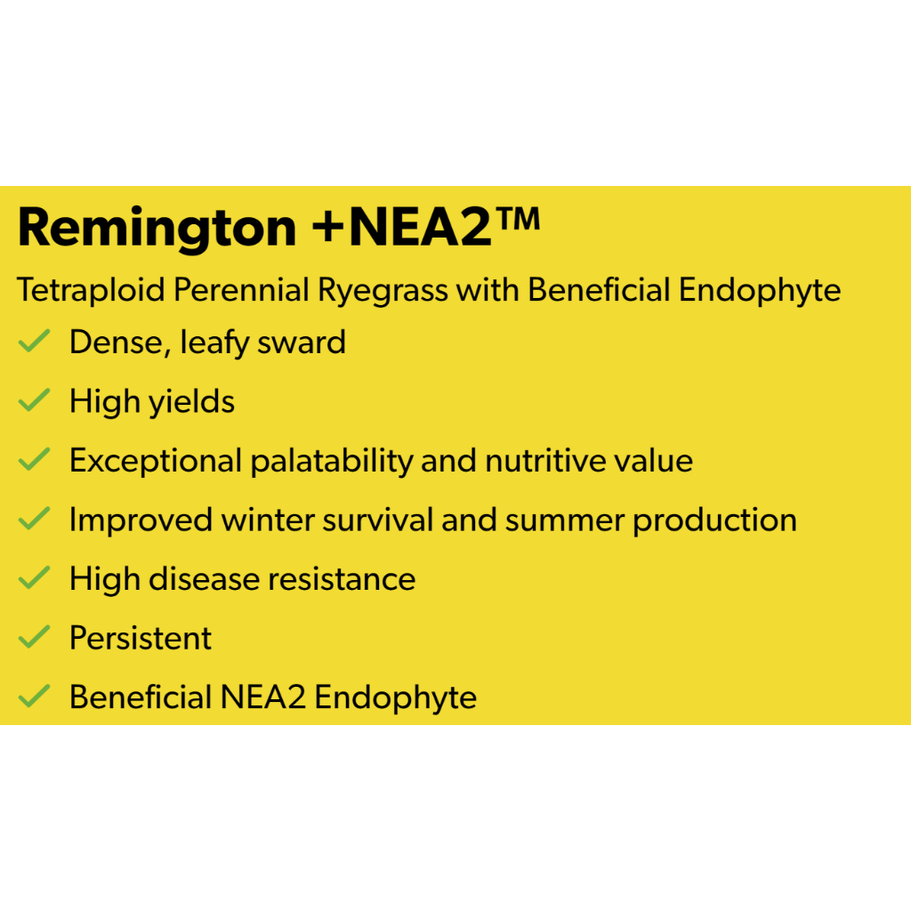 Jual Barenbrug Remington Plus NEA2 with Endophyte Benih Bibit Rumput ...