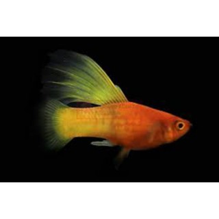 Jual platy sunrise ( Rare platys ) | Shopee Indonesia