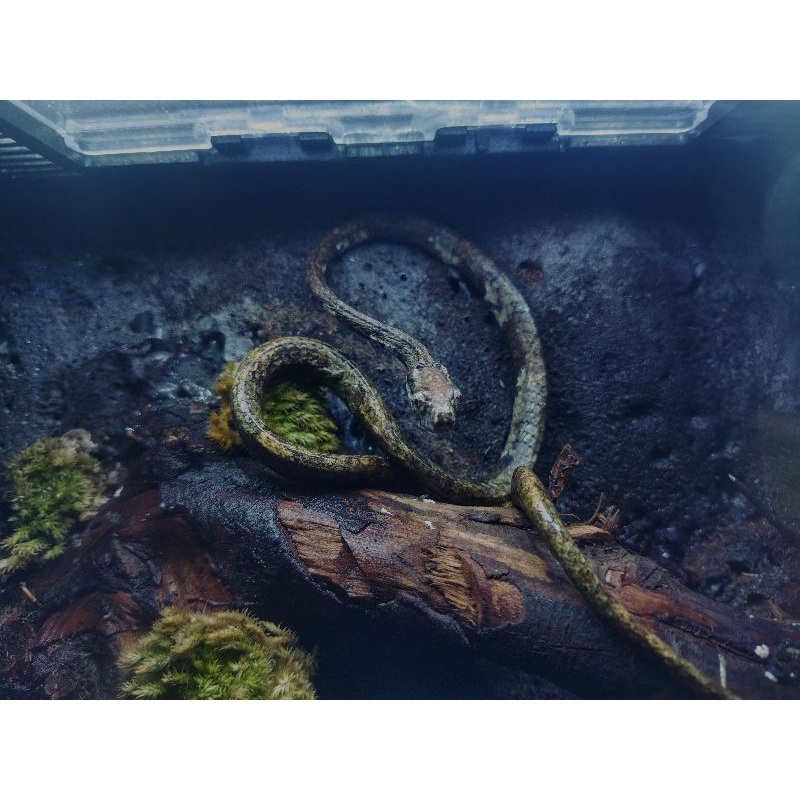 Jual Aplopeltura Boa (Ular Siput Jerapah) cocok untuk Display Vivarium ...