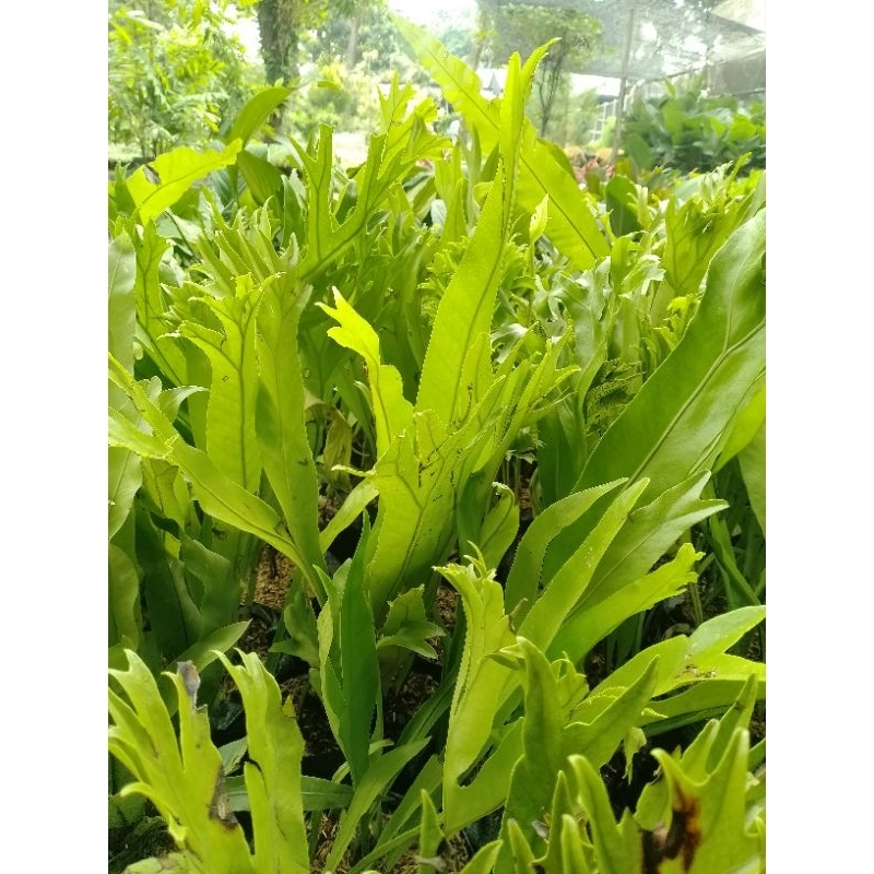 Jual Tanaman kadaka mini | tanaman hias kadaka rusa | Tanduk rusa ...