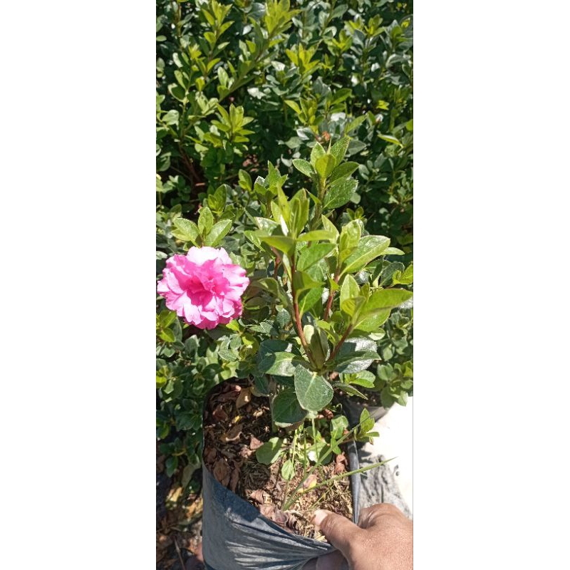 Jual tanaman Bunga azalea | Shopee Indonesia