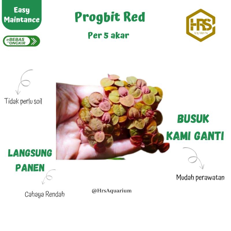Jual Progbit red per 5 akar | Shopee Indonesia