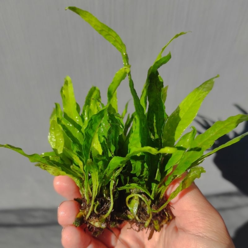 Jual Kadaka mini | Shopee Indonesia