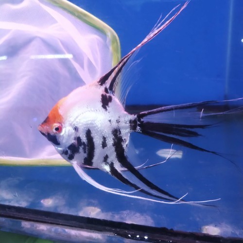 Jual ikan manfish tricolor selayer size indukan | Shopee Indonesia