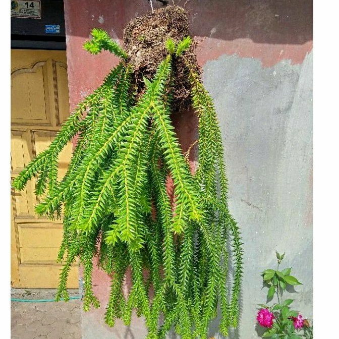 Jual Rumpai Tipis Tanaman Hias Rumpai Body tipis + meida papan pakis ...