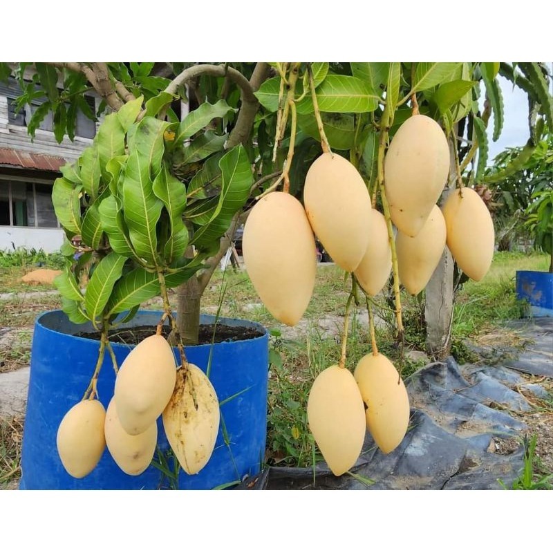 Jual Bibit Mangga Nakdokmai GOLDEN BEBUNGA | Shopee Indonesia