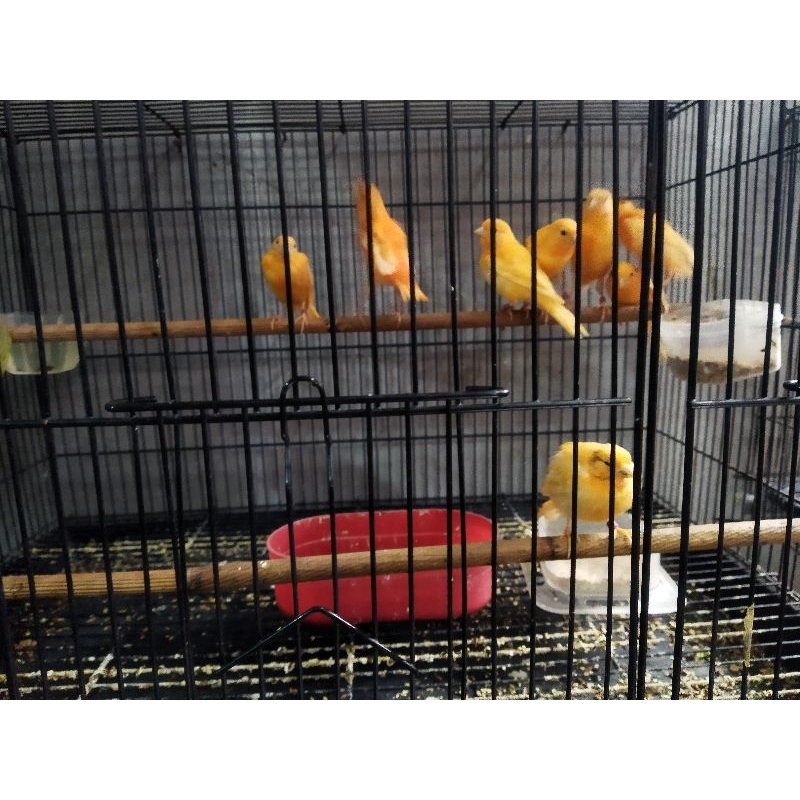 Jual Kenari merlok merah lokal bahan mutasi riwikan gacor betina ...