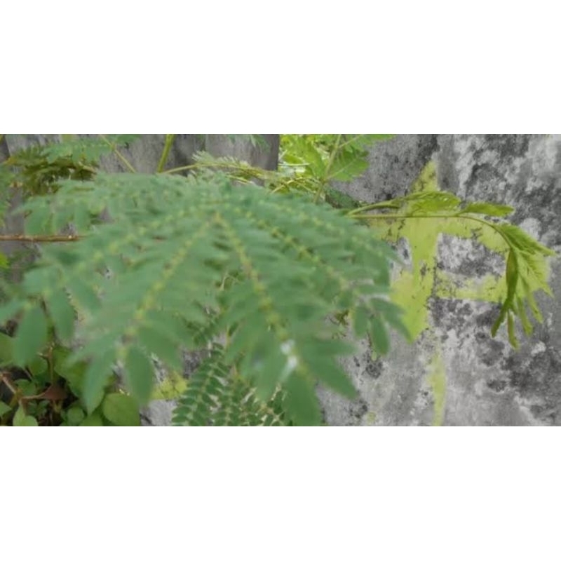 Jual Daun lamtoro / daun Pete cina organik 1 kg | S…