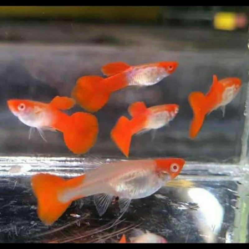 Jual hiasan aquarium ikan Guppy platinum koi reguler | Shopee Indonesia