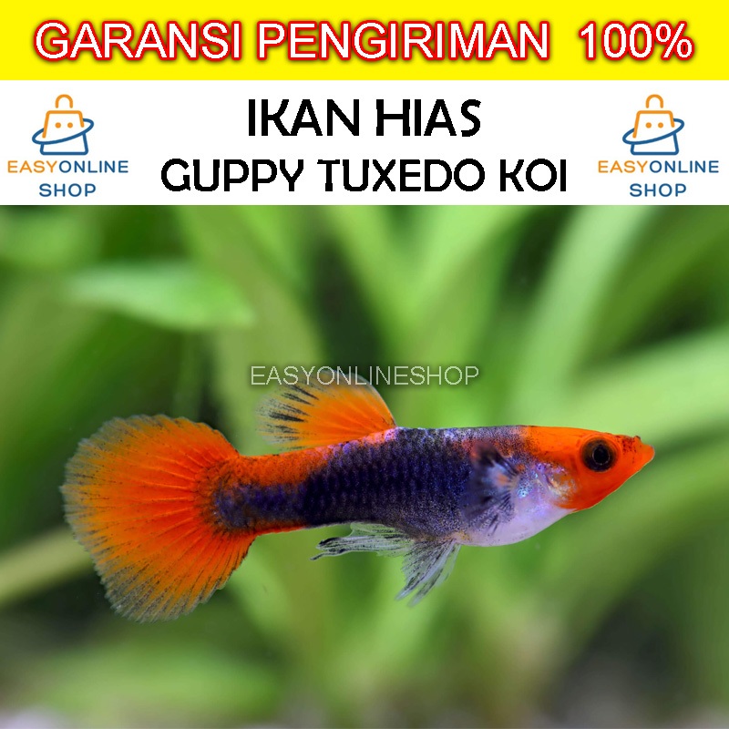 Jual Ikan Gapi Terlengkap & Harga Terbaru Juli 2026 | Shopee Indonesia