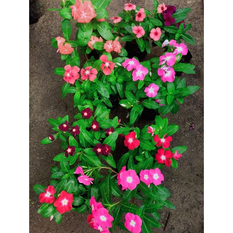Jual paket tanaman vinca 5 warna.50 ribu dapat 5 polibeg | Shopee Indonesia