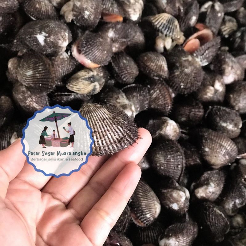 Jual Kerang Bulu Segar Seafood hasil laut segar 1 kg | Shopee Indonesia