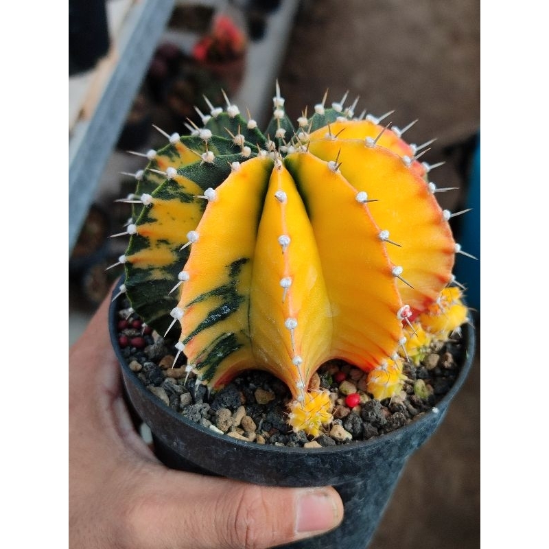 Jual Lb varigata indukan super jumbo gendong anak seedliing | Shopee ...