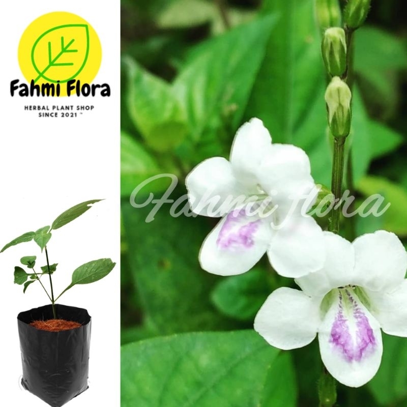 Jual tanaman RUMPUT PALESTINA ((Asystasia gangetica) | Shopee Indonesia