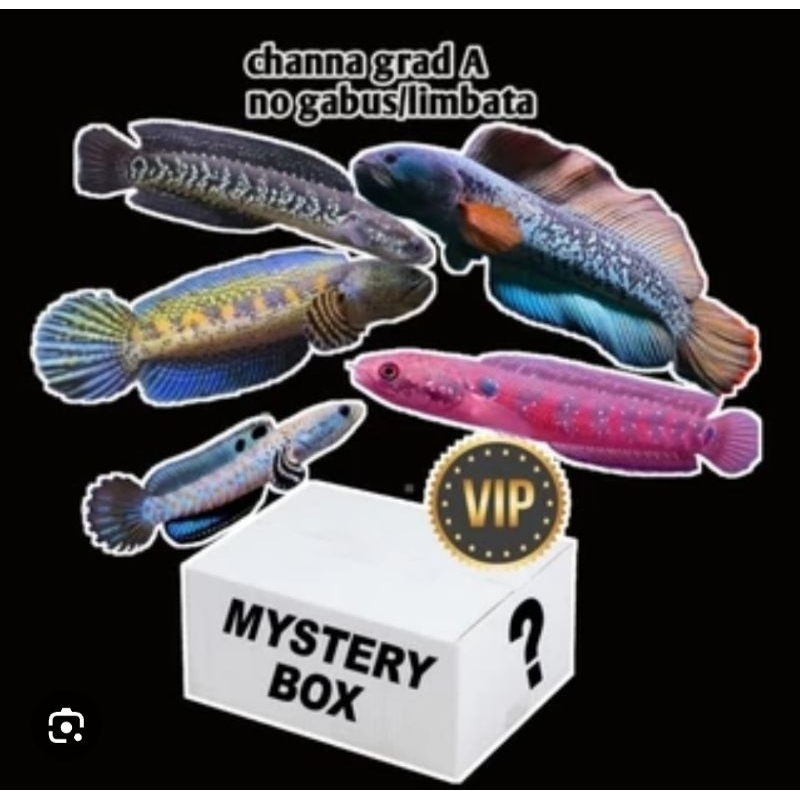 Jual MISTRI BOX GRADE A CHANA NON GABUS LIMBATA ZISE 9 CM UP | Shopee ...