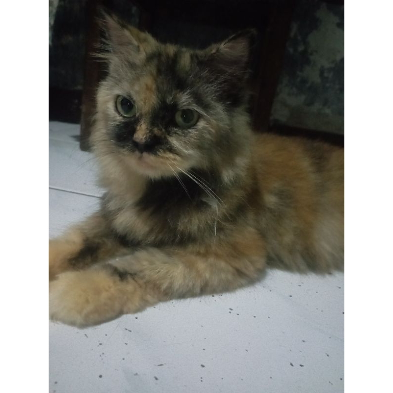 Jual kucing anggora | Shopee Indonesia