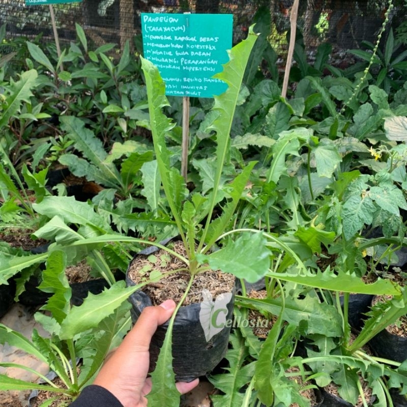 Jual Bibit Tanaman Herbal Toga Bunga Dandelion / Randa Tapak | Shopee ...