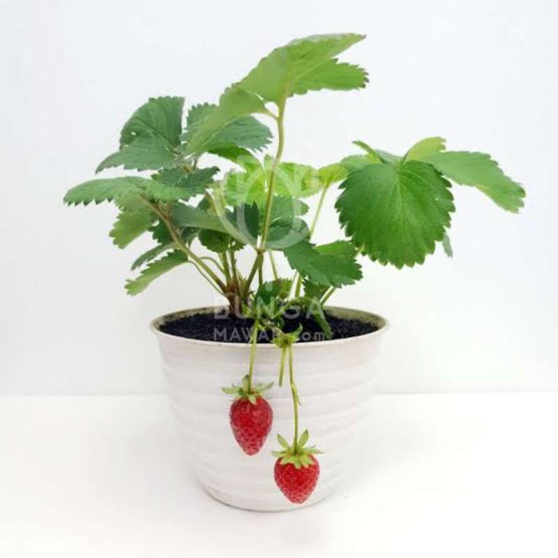 Jual P R O M O ~ Strawbery California - stroberi buah besar | Shopee ...