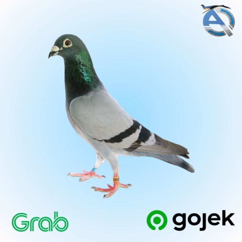 Jual MERPATI POS HIDUP burung merpati dara harga per ekor | Shopee ...