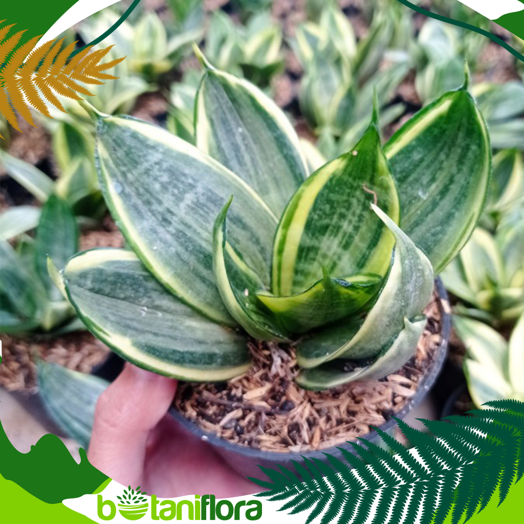 Jual Tanaman Hias Sansivera Silver Frost | Sansevieria | Sansevieria ...